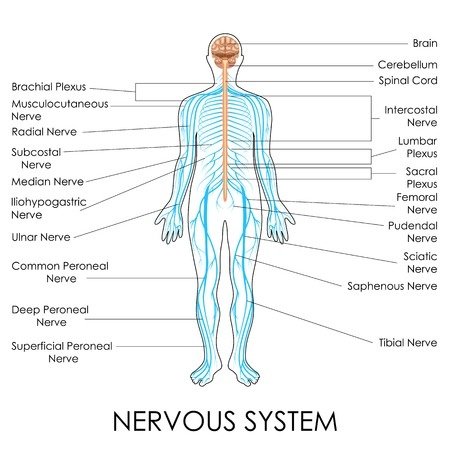 Neuropathy Nervous System